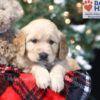 Image of Willow, a Golden Retriever puppy