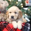 Image of Willow, a Golden Retriever puppy