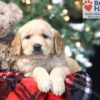 Image of Willow, a Golden Retriever puppy