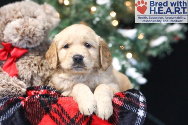 Image of Willow, a Golden Retriever puppy