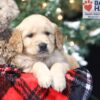 Image of Willow, a Golden Retriever puppy