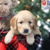 Image of Wilma, a Golden Retriever puppy