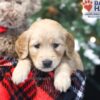 Image of Wilma, a Golden Retriever puppy