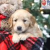 Image of Wilma, a Golden Retriever puppy