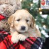 Image of Wilma, a Golden Retriever puppy