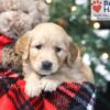 Image of Wilma, a Golden Retriever puppy