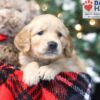 Image of Wilma, a Golden Retriever puppy