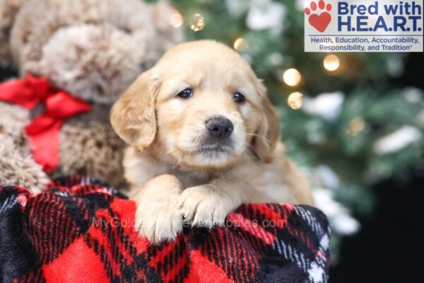 Image of Wilma, a Golden Retriever puppy