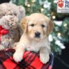 Image of Winky, a Golden Retriever puppy