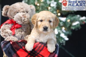 Image of Winky, a Golden Retriever puppy