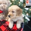 Image of Winky, a Golden Retriever puppy