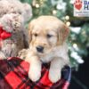 Image of Winky, a Golden Retriever puppy