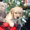 Image of Winky, a Golden Retriever puppy