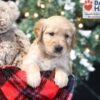 Image of Winky, a Golden Retriever puppy