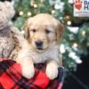 Image of Winky, a Golden Retriever puppy