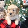 Image of Winky, a Golden Retriever puppy