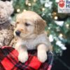 Image of Winky, a Golden Retriever puppy