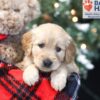 Image of Winnie, a Golden Retriever puppy