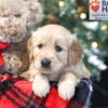 Image of Winnie, a Golden Retriever puppy