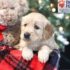 Image of Winnie, a Golden Retriever puppy