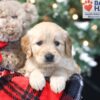 Image of Winnie, a Golden Retriever puppy