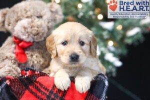 Image of Winnie, a Golden Retriever puppy