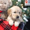 Image of Winnie, a Golden Retriever puppy