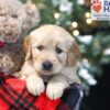 Image of Winnie, a Golden Retriever puppy