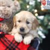 Image of Winnie, a Golden Retriever puppy