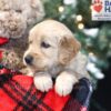 Image of Winnie, a Golden Retriever puppy