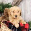 Image of Yukon, a Golden Retriever puppy