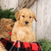 Image of Yukon, a Golden Retriever puppy