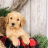 Image of Yukon, a Golden Retriever puppy