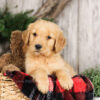 Image of Yukon, a Golden Retriever puppy