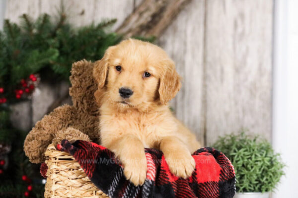 Image of Yukon, a Golden Retriever puppy