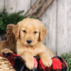 Image of Yukon, a Golden Retriever puppy