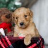 Image of Yukon, a Golden Retriever puppy