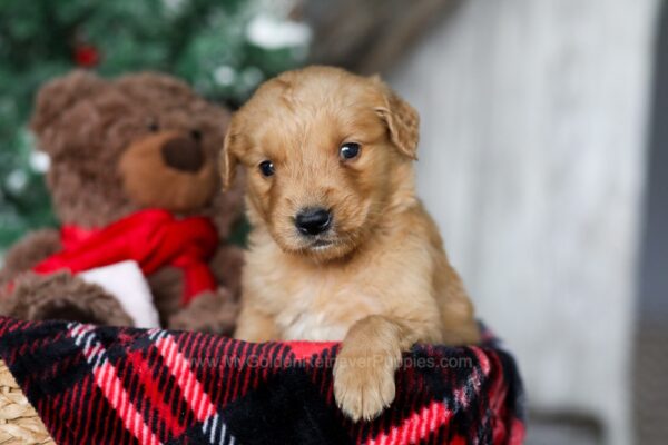 Image of Yukon, a Golden Retriever puppy