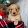 Image of Yukon, a Golden Retriever puppy