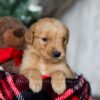 Image of Yukon, a Golden Retriever puppy