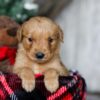 Image of Yukon, a Golden Retriever puppy