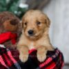 Image of Yukon, a Golden Retriever puppy