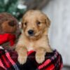 Image of Yukon, a Golden Retriever puppy