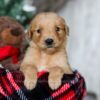 Image of Yukon, a Golden Retriever puppy