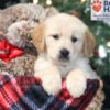 Image of April, a Golden Retriever puppy