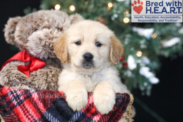 Image of April, a Golden Retriever puppy