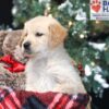 Image of April, a Golden Retriever puppy