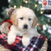 Image of April, a Golden Retriever puppy