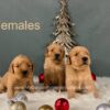 Image of Dec 18 - Rambo x Spring Gold 🎄, a Golden Retriever puppy