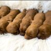 Image of Dark Golden Dec. 23 🎁, a Golden Retriever puppy